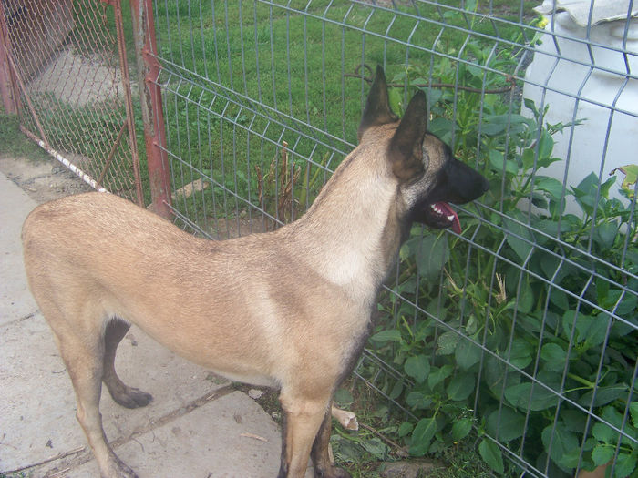 10 luni - Ciobanesc Belgian Malinois