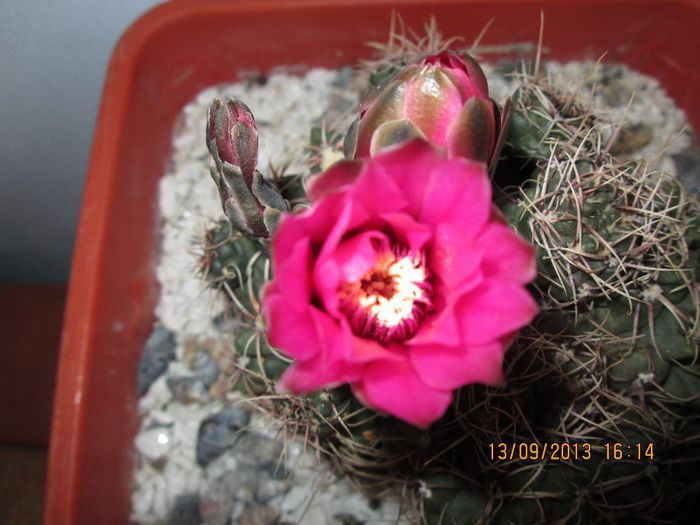 IMG_9307 - Florile mele in septembrie