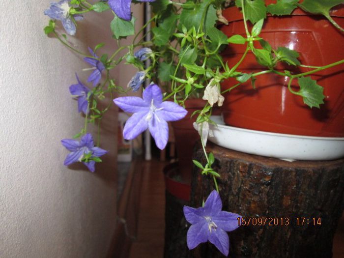 IMG_9353 - Florile mele in septembrie