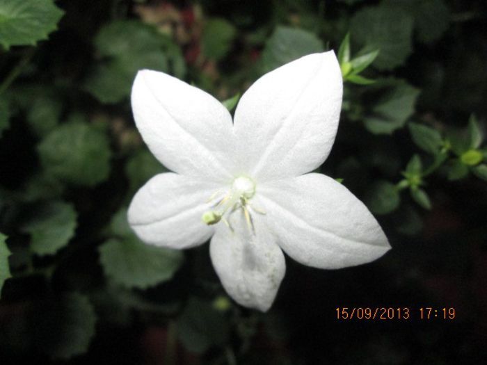 IMG_9376 - Florile mele in septembrie