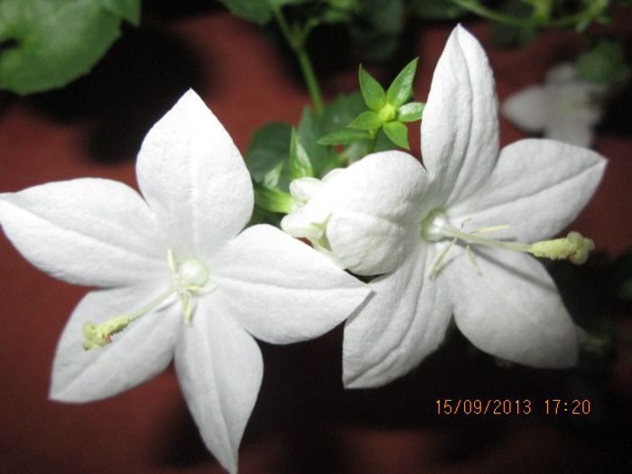 IMG_9381 - Florile mele in septembrie