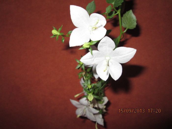 IMG_9382 - Florile mele in septembrie