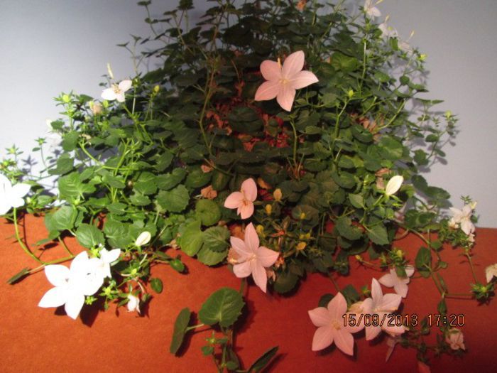 IMG_9383 - Florile mele in septembrie