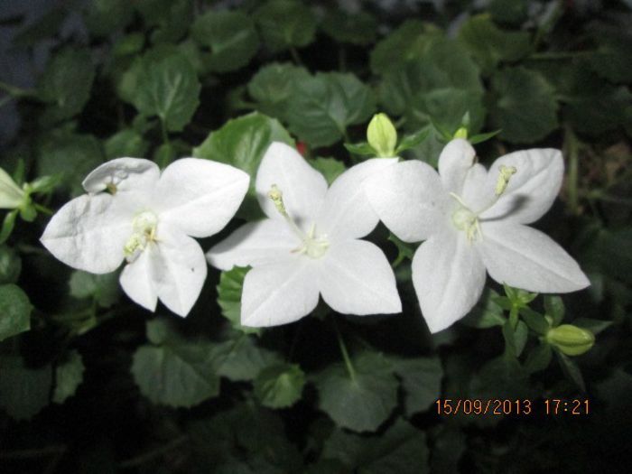 IMG_9386 - Florile mele in septembrie