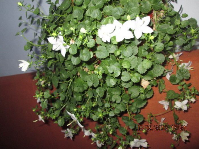 IMG_9388 - Florile mele in septembrie