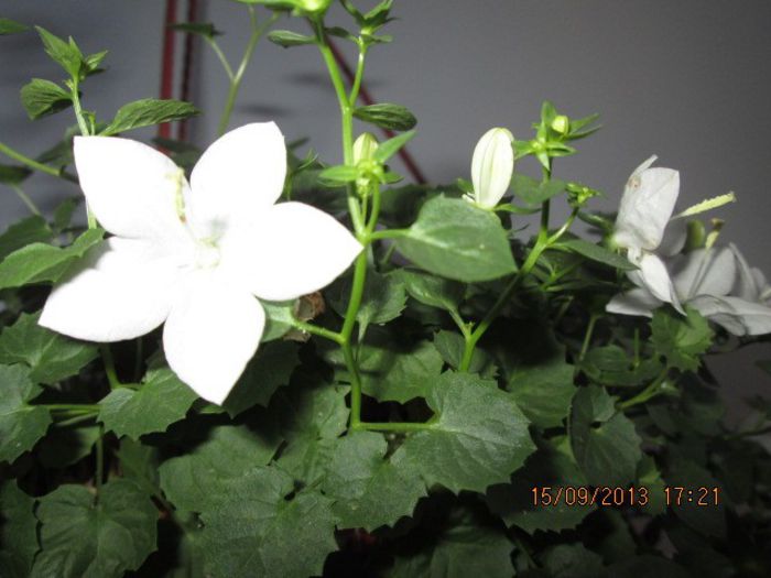 IMG_9390 - Florile mele in septembrie