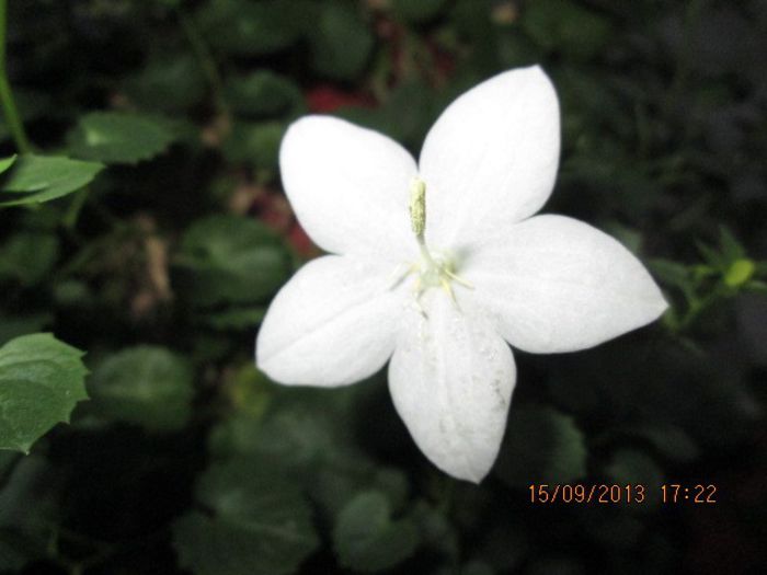 IMG_9391 - Florile mele in septembrie