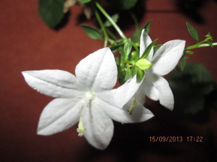 IMG_9392 - Florile mele in septembrie