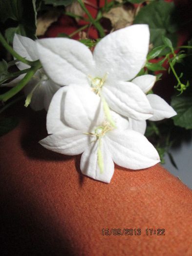 IMG_9394 - Florile mele in septembrie