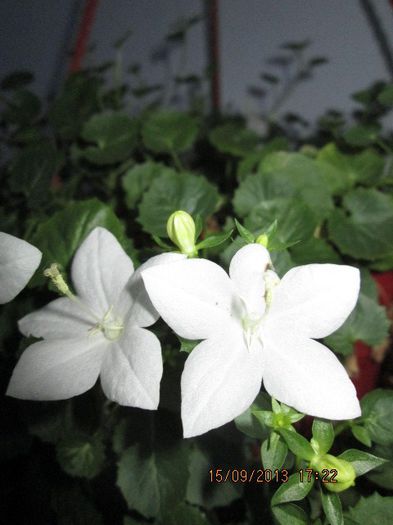 IMG_9396 - Florile mele in septembrie