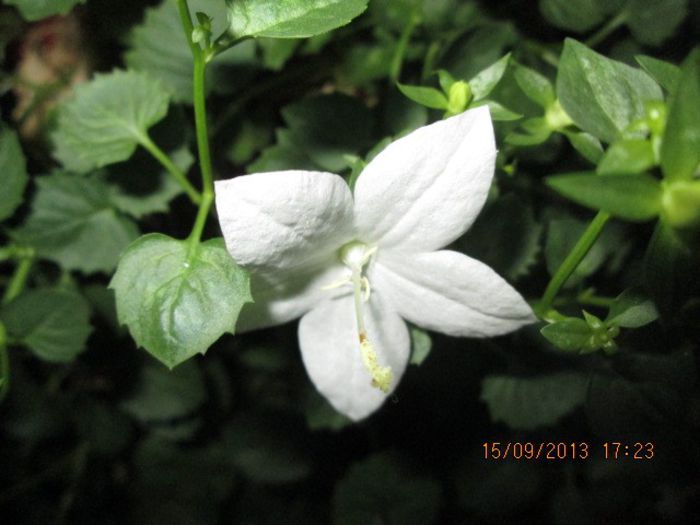 IMG_9397 - Florile mele in septembrie