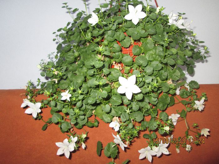 IMG_9400 - Florile mele in septembrie