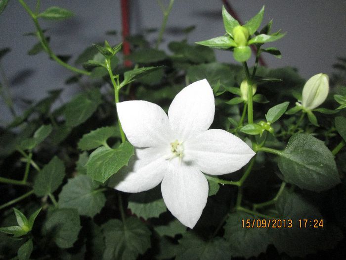 IMG_9401 - Florile mele in septembrie