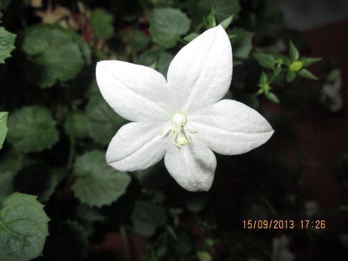 IMG_9410 - Florile mele in septembrie