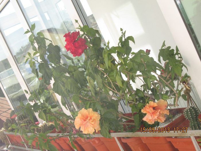 IMG_9412 - Florile mele in septembrie