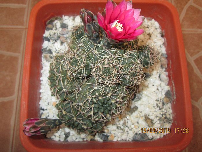 IMG_9415 - Florile mele in septembrie