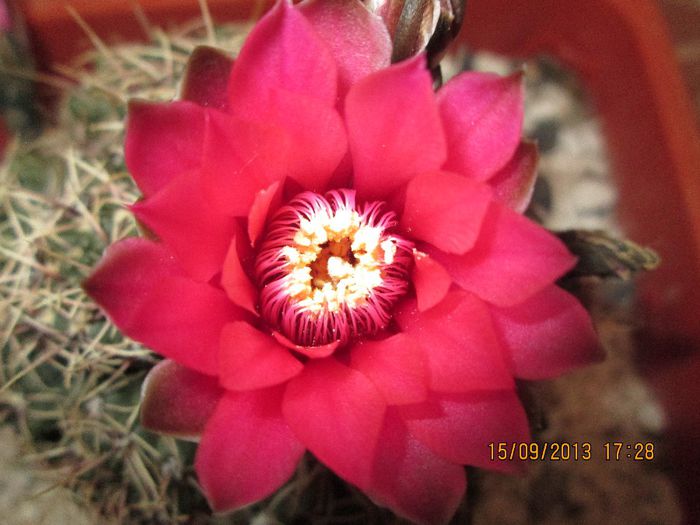 IMG_9419 - Florile mele in septembrie