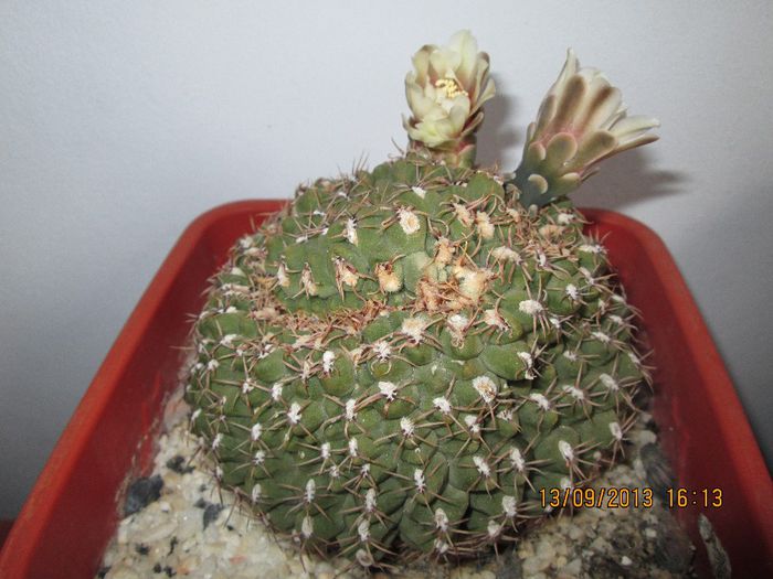 IMG_9301 - Florile mele in septembrie