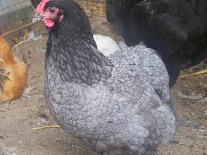 100_7390 - Australorp albastru 2014