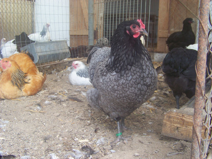 100_7393 - Australorp albastru 2014