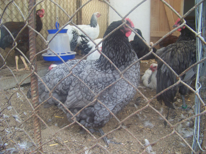 100_7406 - Australorp albastru 2014