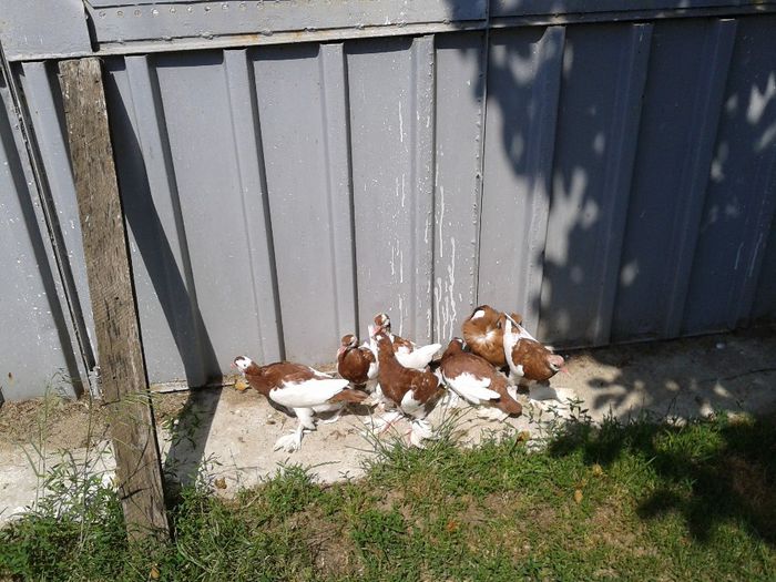 poze2013 sept pui ceh