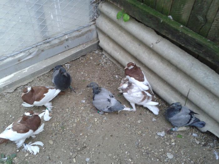 pui gusat+postar englez sep 2013