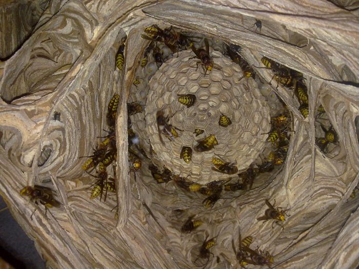 cuib de viespi - poze cu mn si albinele