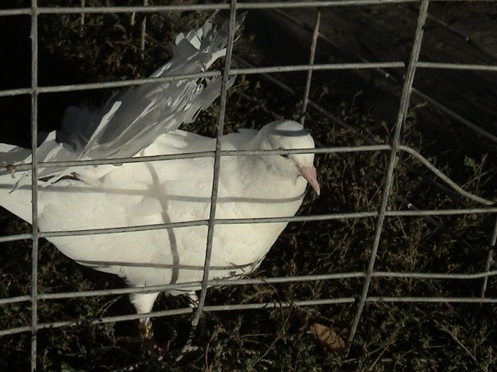 pui  2013 nr.inel 09438  - clema alba