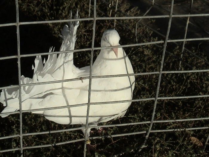 pui 2013  nr. inel 09438- clema alba