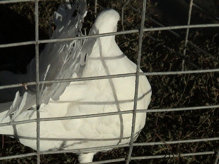 pui 2013  nr. inel 09438- clema alba