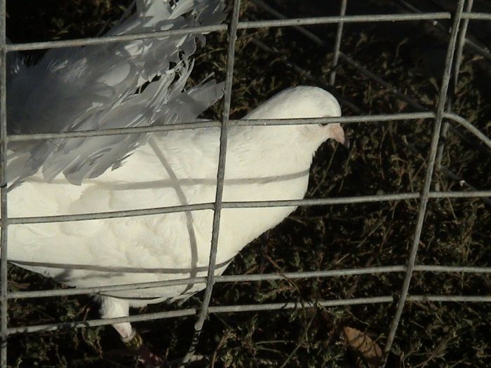 pui 2013  nr. inel 09438- clema alba