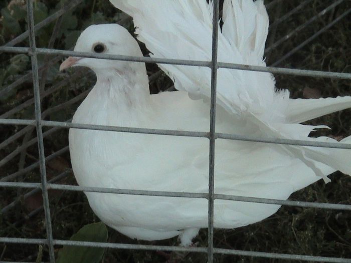 pui 2013 nr. inel 02479 clema galbena nr.2