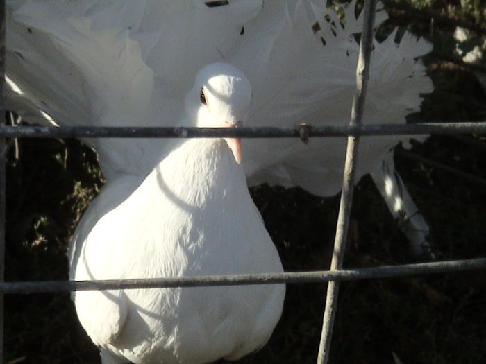 pui 2013 nr.inel 02470 clema caramel nr.2