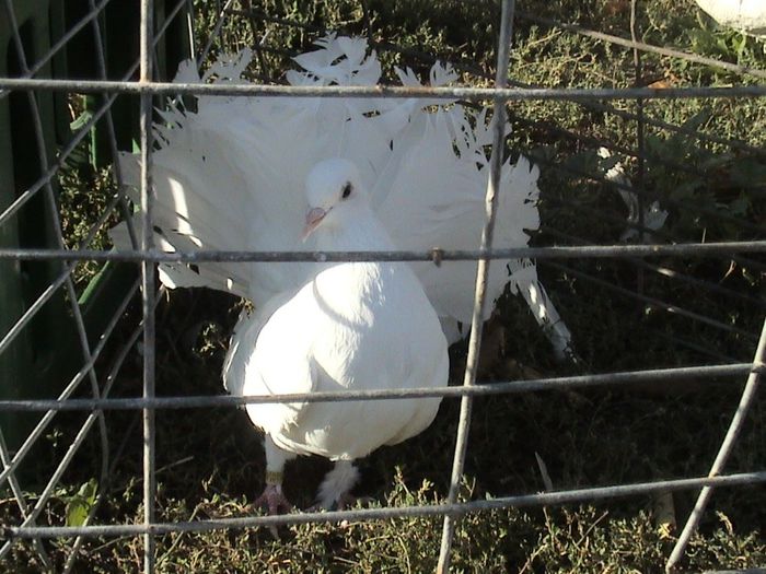 pui 2013 nr.inel 02470 clema caramel nr.2