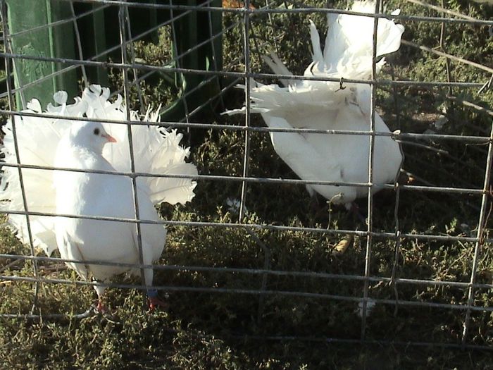 toro si perechea 2012 clema albastra