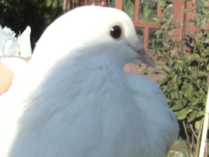 pui 2013 nr.inel 02469 clema albastra