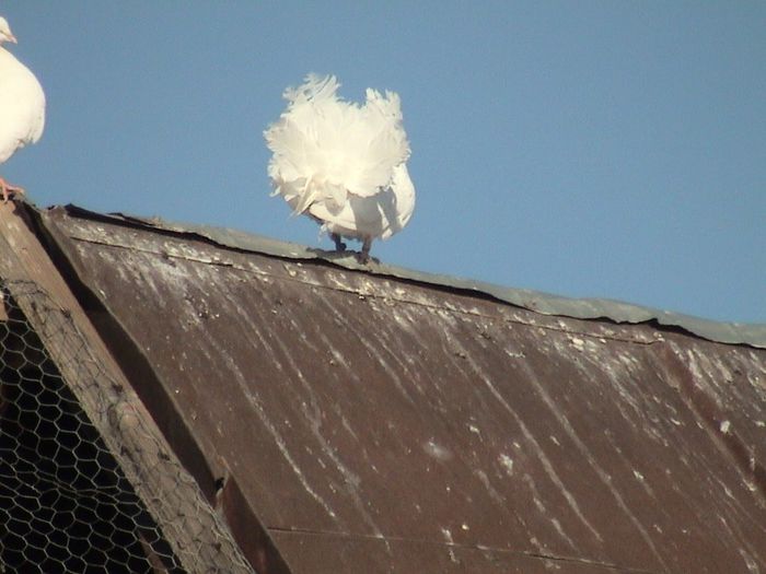 pui 2013 nr.inel 02469 clema albastra