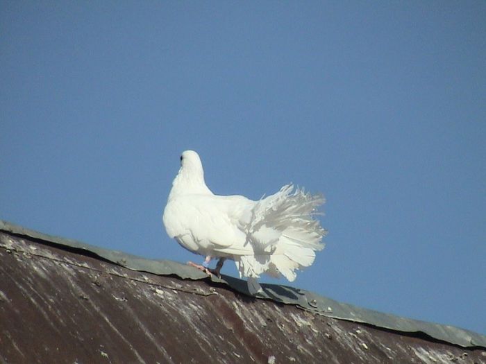 pui 2013 nr.inel 02469 clema albastra