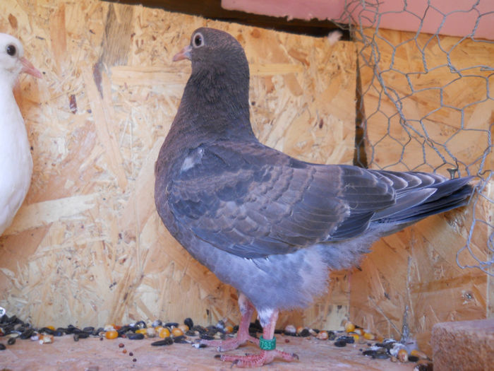 Primii pui din prima pereche 15.09.13