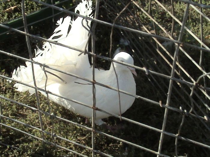 f 2012 pereche clema alba