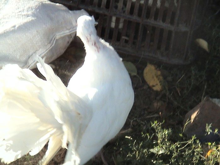 m 2012 pereche clema alba