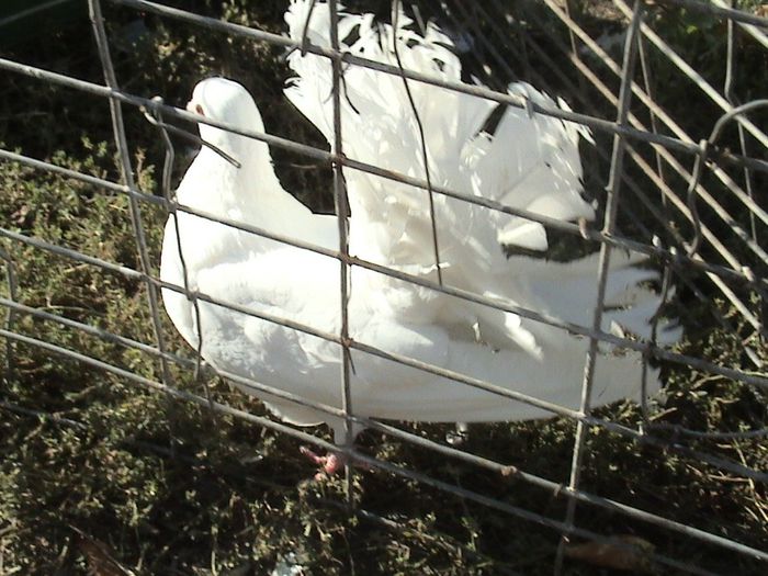 f 2012 pereche clema alba