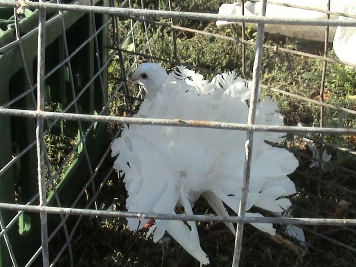 pui 2013 nr.inel 02477 clema caramel nr.3