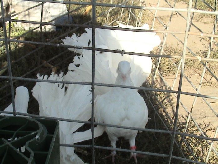 M nr. inel 02471 clema roz nr.3 vandut