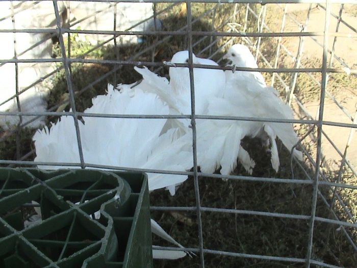 pui 2013 nr. inel 02474 clema roz nr.2