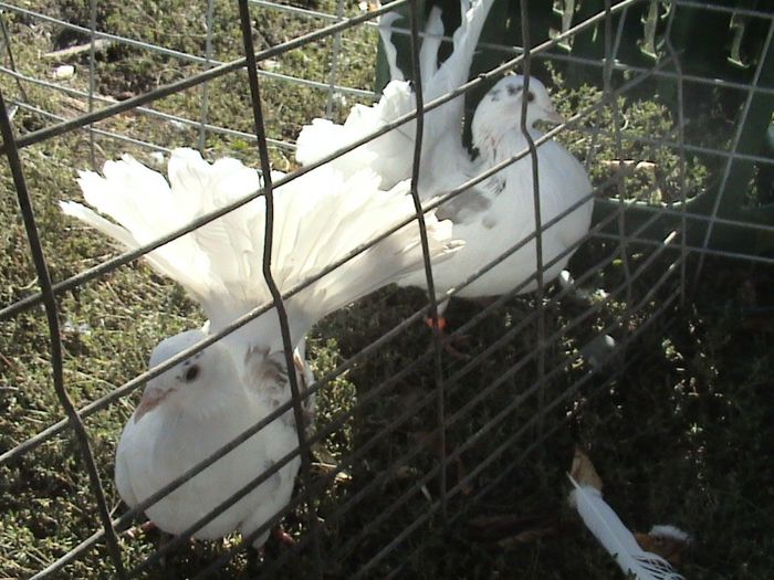 m pui2013toronr. inel 02475 c. galbena