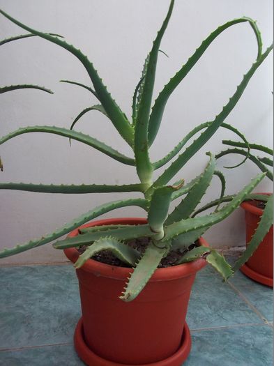 Aloe Vera vandut