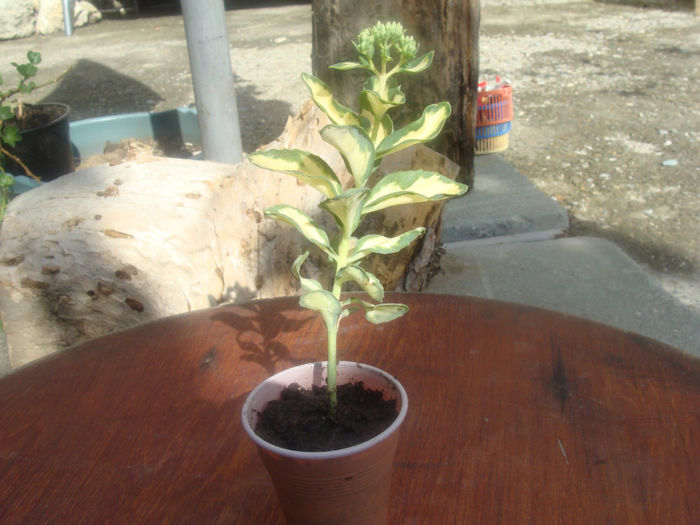 sedum variegat rezervat 1 Maria - Plante diverse la 3 ron