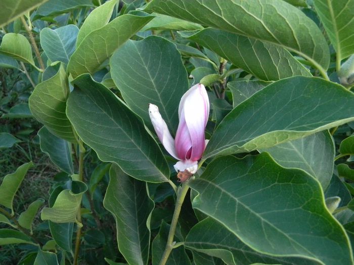 albinute 033 - magnolii